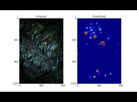 Deep Learning Fruit Segmentation - Mangoes