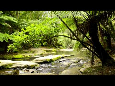 Forest Nature Sounds Australia - Rainforest, Jungle Sounds With
