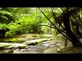 🐦 Forest Nature Sounds in Australia with a Relaxing Flowing Creek and birds Singing and Chirping.