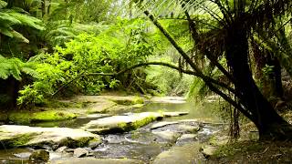 Forest Nature Sounds in Australia with a Relaxing Flowing Creek and birds Singing and Chirping.