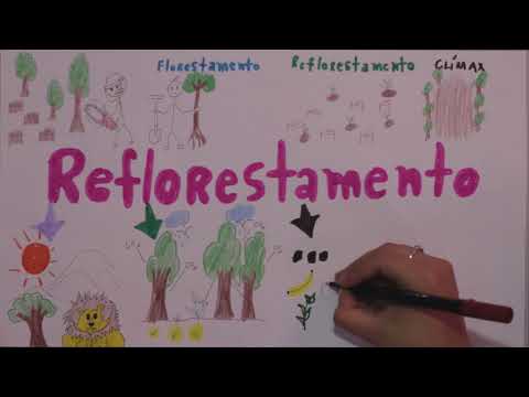 Vídeo: Diferença Entre Florestamento E Reflorestamento