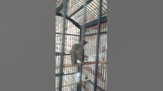 Burung bayeman anakan jinak