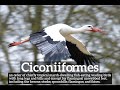 How Do Ciconiiformes Look? | How to Say Ciconiiformes in English? | What are Ciconiiformes?