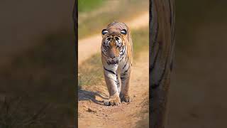 A Skilled Tiger Hunts and Gives the Antelope a Head Start Before its #shorts #short #shortsfeed
