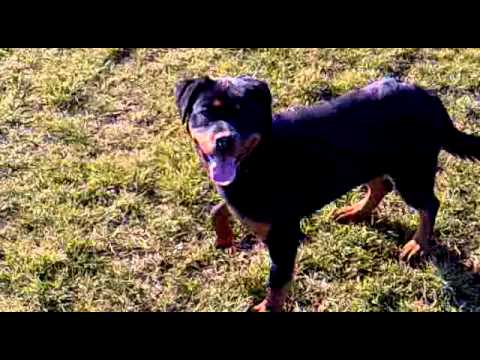 rottweiler plays soccer like messi (rotvajler Branka igra fudbal ...