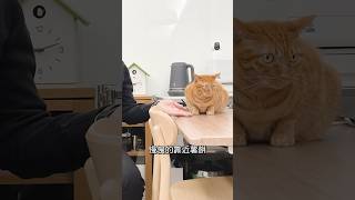 久未見到薯阿公阿嬤，三薯還記得嗎 #cat #貓咪