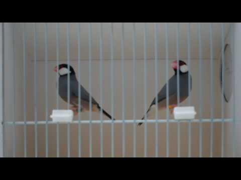 padda de java part3