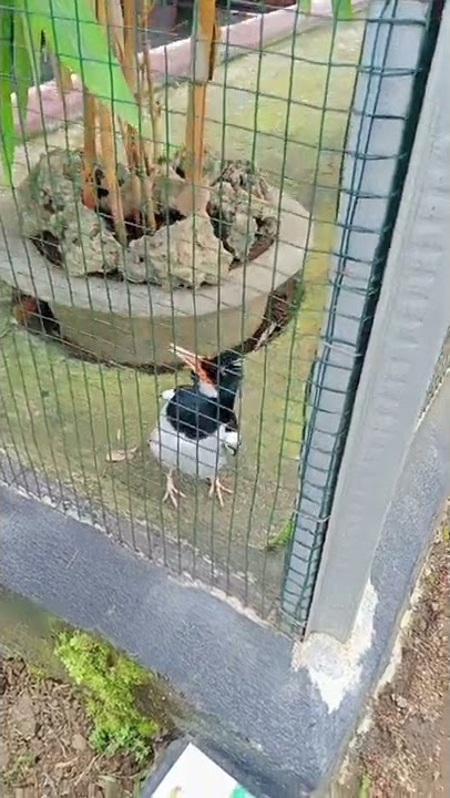 jalak suren super gacor di aviary sederhana