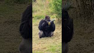 Here Is A Fully Grown Silverback Male Weighing A Huge 190 Kilograms! #Silverback #Gorilla #Asmr