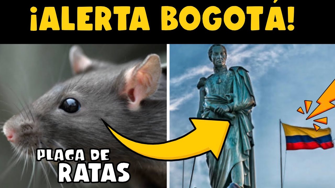 ¡ALERTA! ¿BOGOTÁ EN CRISIS SANITARIA? - PLAGA DE RATAS !!! - YouTube