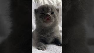 Tiny kitten opened his eyes