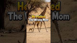 He Picked The Wrong Mom#Springbok #Giraffe #Wildlife
