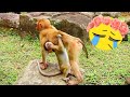 OMG..fully of sadness, Everyone terrify tortured little abandon monkey crying Shock, no one welcome