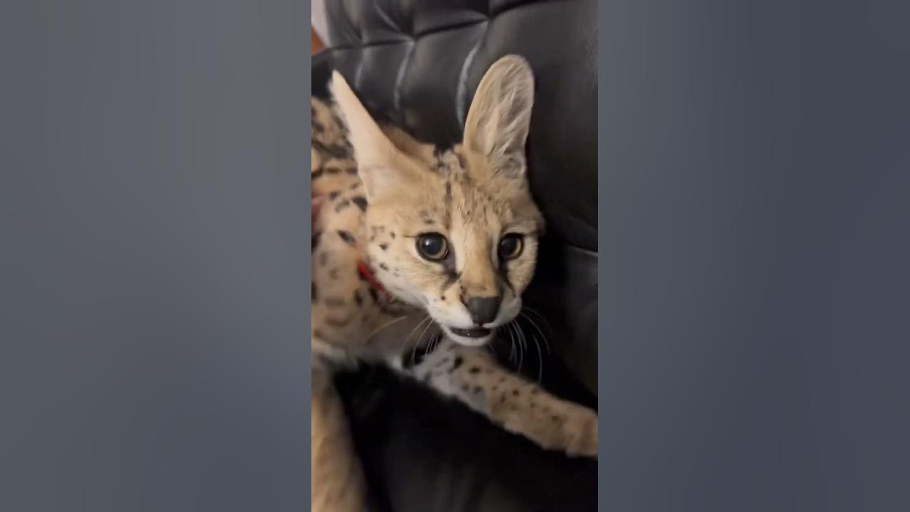 Serval meowing ️ Meow sounds cat serval = Savannah ️ asmr asmr meow YouTube