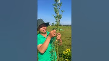 Hướng Dẫn chăm sóc Trúc Quân Tử #trucquantu #caytrucquantu #trúc_quân_tử #cây_trúc_quân_tử