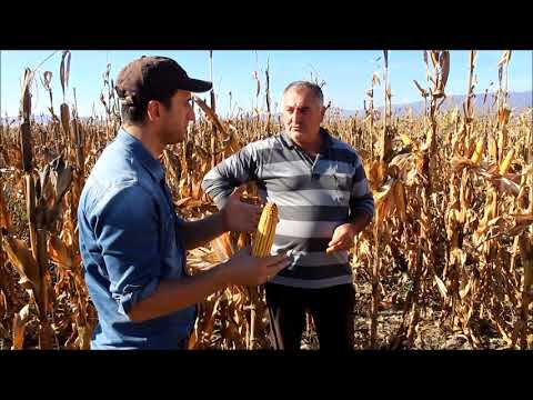 საგარეჯოს რაიონი, თოხლიაური - 2018 წელი 26 ნოემბერი