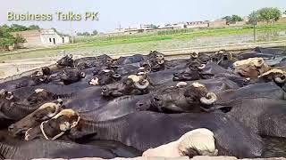 Dairy Farm Business in Sialkot / Buffalo Farming in Pakistan / Gujjar Dairy Farm