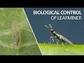Biological control of leaf miner - Diglyphus isaea
