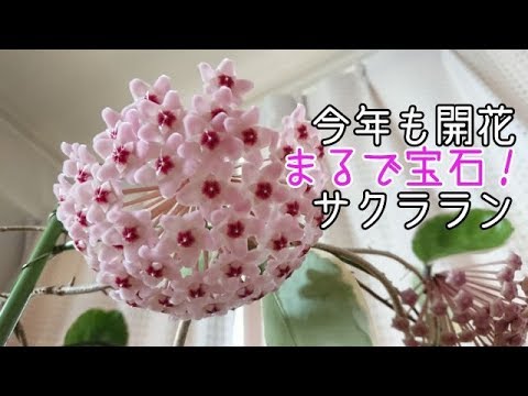 03 ホヤ サクララン開花 花を咲かせるための 育て方続き Youtube