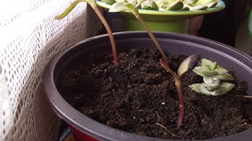 A timelapse of my plants taken with raspberry pi