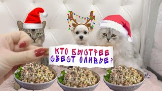 НОВОГОДНИЙ ЧЕЛЛЕНДЖ КОТЫ ПРОТИВ СОБАКИ