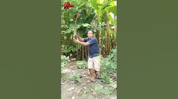 Mau ketawa takut dosa video lucu bikin ngakak hiburan warga+62 viral video funny videos funny shorts
