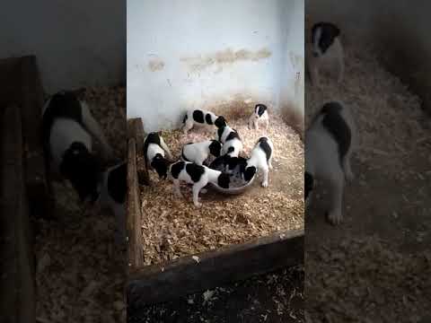 Video: Sababu 5 Za Kupitisha Greyhound