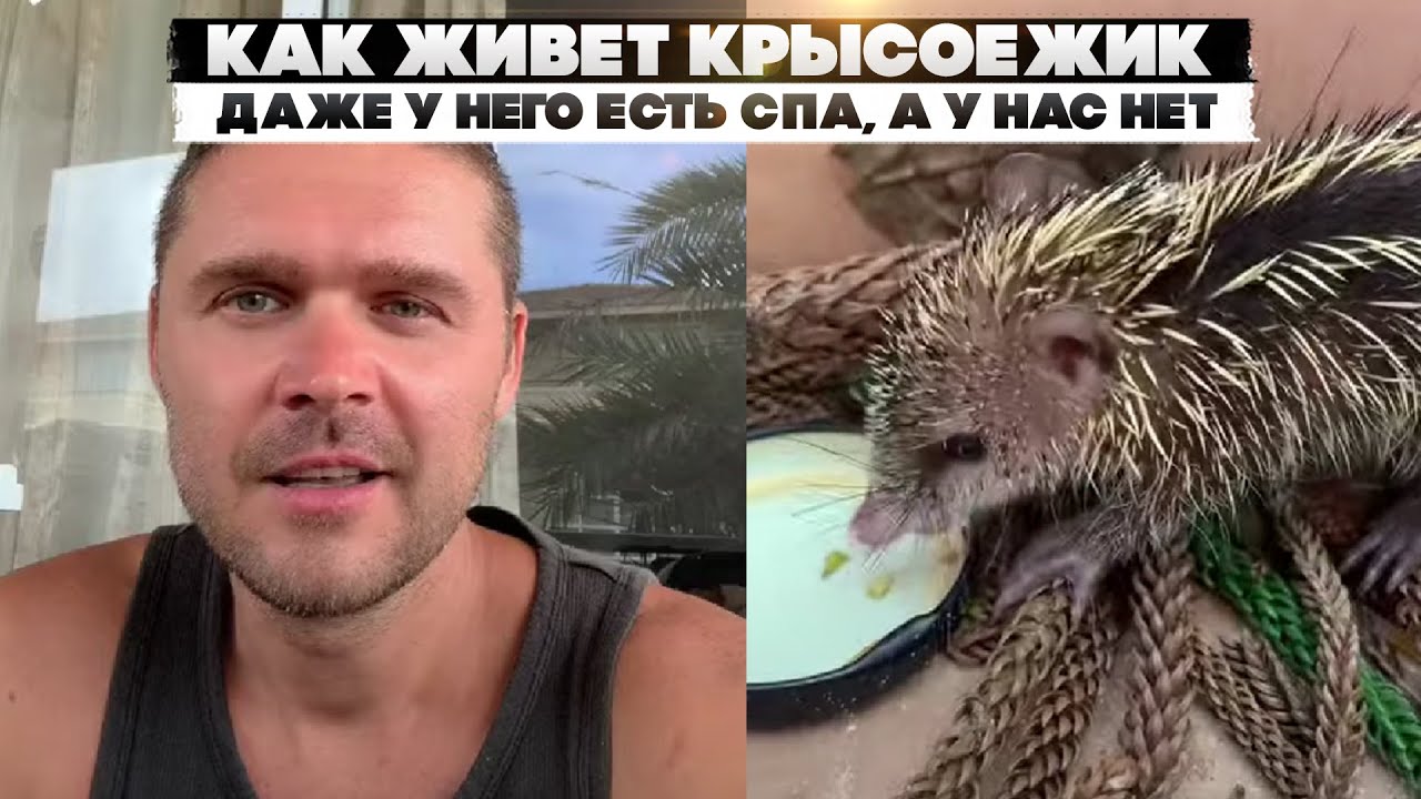 Как живет Крысоежик. Даже у него есть спа, а у нас нет.