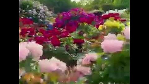 تلاوة تريح القلب 💙 اللهم جعل القرآن الكريم ربيع قلوبنا 💕