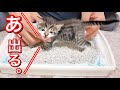 初めてトイレの上で出来た生後２７日目の子猫【保護猫】