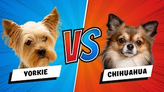 Yorkshire Terrier vs Chihuahua The Ultimate Showdown