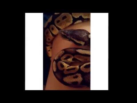 Ball Python Yawning