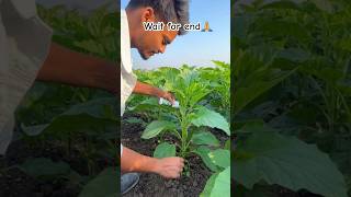 ✅✅Nano Calcium Booster – पौधे का तना दोगुना मोटा, ग्रोथ तिगुनी! #farming #short #viral