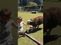 English Girl Giggles as She Plays With Sheep