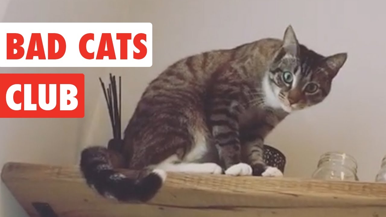 Bad Cats Club | Funny Cat Video 