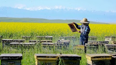 Beekeeping supplies beehive frame tools electric wire embedder