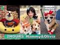 *2 HOURS* Hammy &amp; Olivia Corgi Best TikTok Videos 2023 | New Hammy and Olivia TikTok Compilation