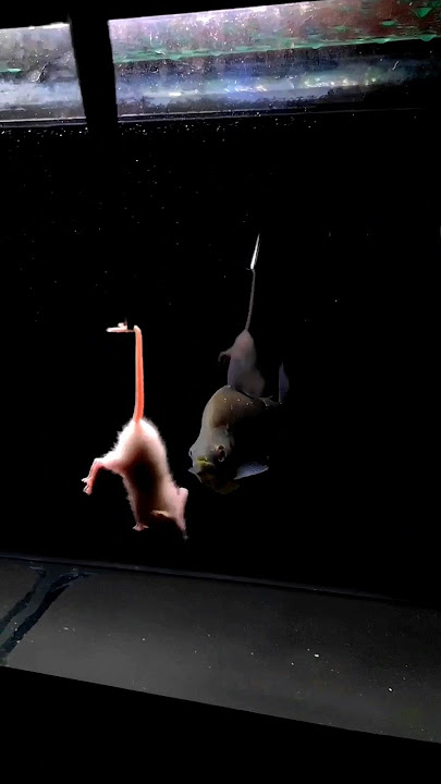 Piranha vs. Mouse |GRAPHIC|  Serrasalmus Rhombeus