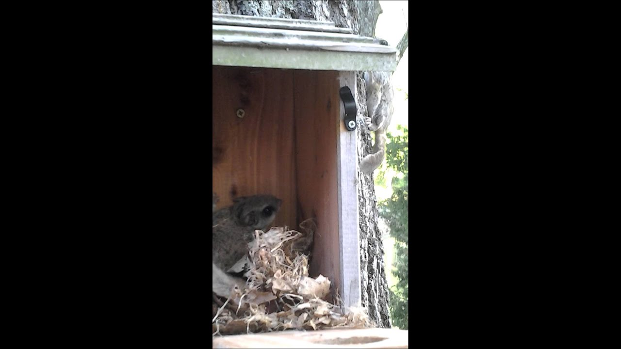 Baby Squirrels in the birdhouse YouTube