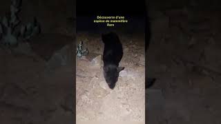 Un animal rare observer en Kabylie حيوان نادر في منطقة القبائل بلجزائر