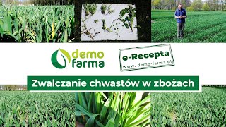 Zwalczanie chwastów w zbożach