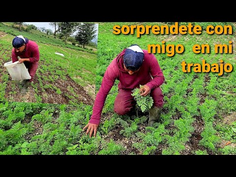 Video: Fertilizar Zanahorias En Julio: ¿cómo Alimentarse Para La Cosecha Si Crece Mal? Aderezo Al Principio Y Al Final Del Mes Con Folk Y Otros Medios