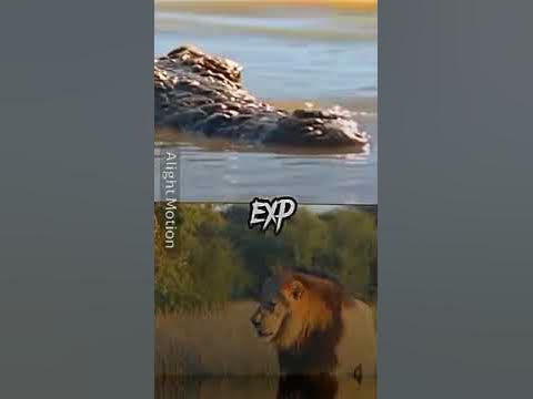 African lion vs Nile crocodile #africa #animals #crocodile #lion - YouTube