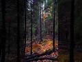 Прогулка по сумеречному лесу 🌲 Walking through twilight forest #shorts #russia #nature