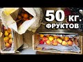 РАЗДАЛИ 50 КГ. 🍎🍏 ФРУКТОВ... на Новый Год хотим раздать 500!!!!!