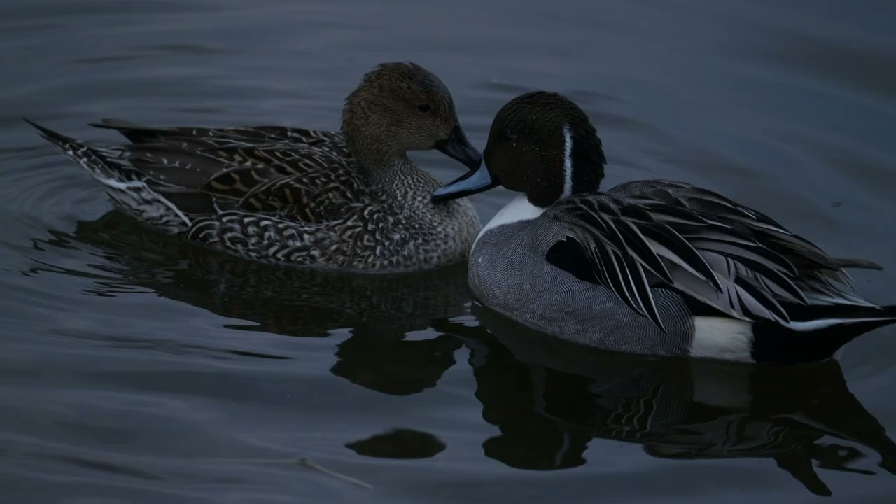かわじまハクチョウ　現場の他鳥　2月半ば　ヨンヨン × テレコン　フルサイズレンズで撮る小鳥
