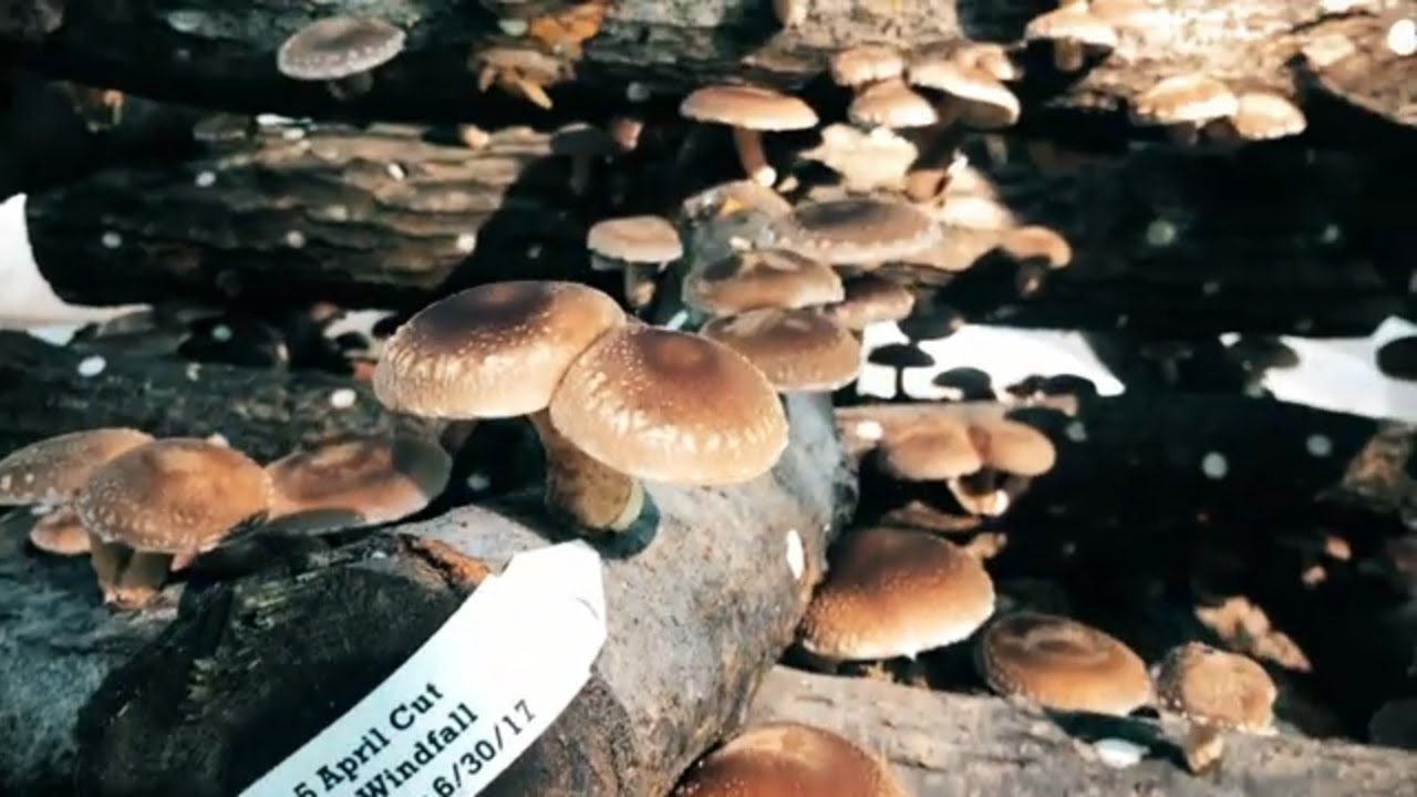 The Local Lowdown Episode 1 feat. Field & Forest Products