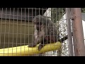 ベニガオザル (愛媛県立とべ動物園) 2018年3月25日 の動画、YouTube動画。