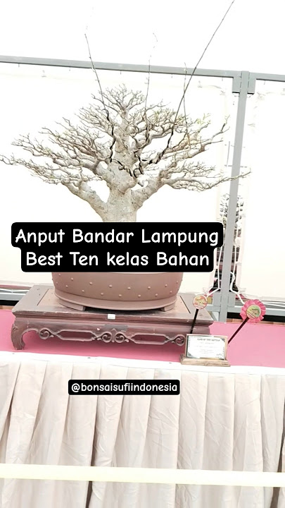 Bonsai Anting Putri Best Ten kelas Bahan || Mantap #bonsaiinspirasi #bonsai