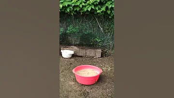 Чем отличаются муларды от обычной мускусной утки??? Моя домашняя ферма Северный Казахстан 🇰🇿
